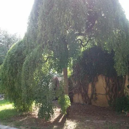 Edera